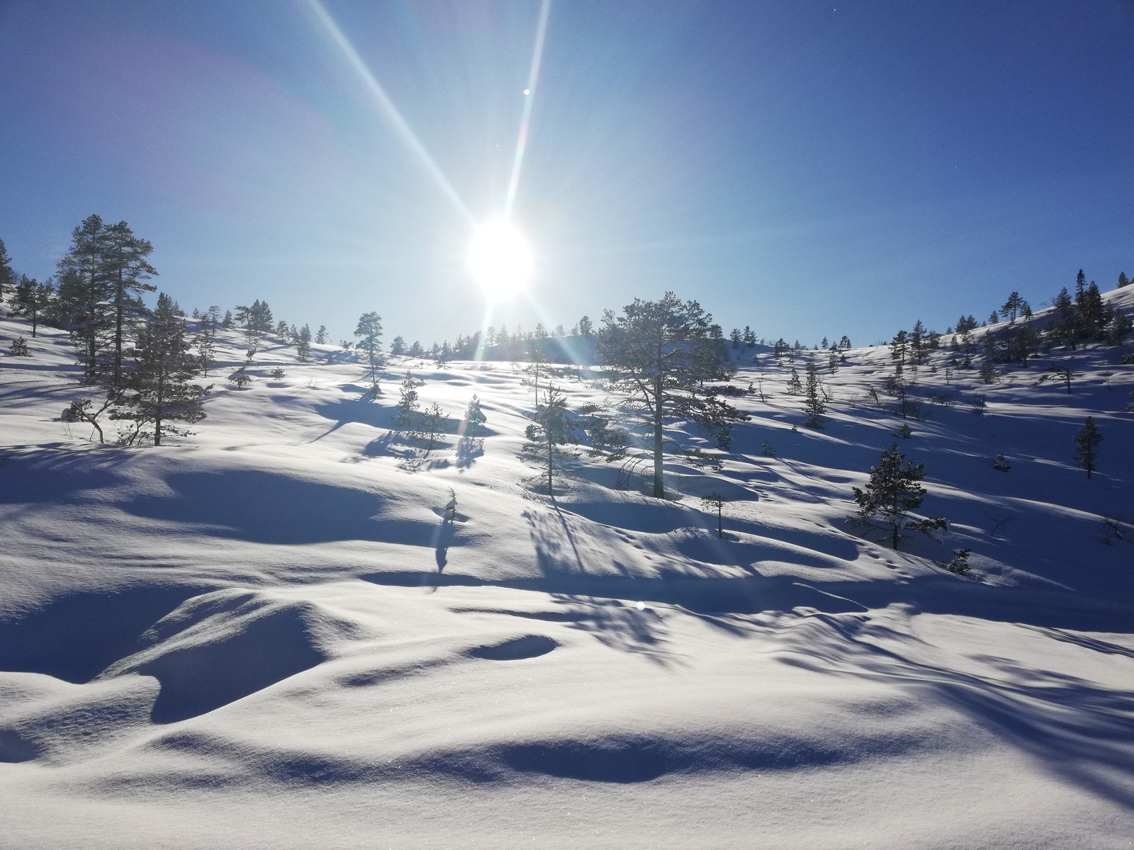 Selgers private bilde Galleribilde