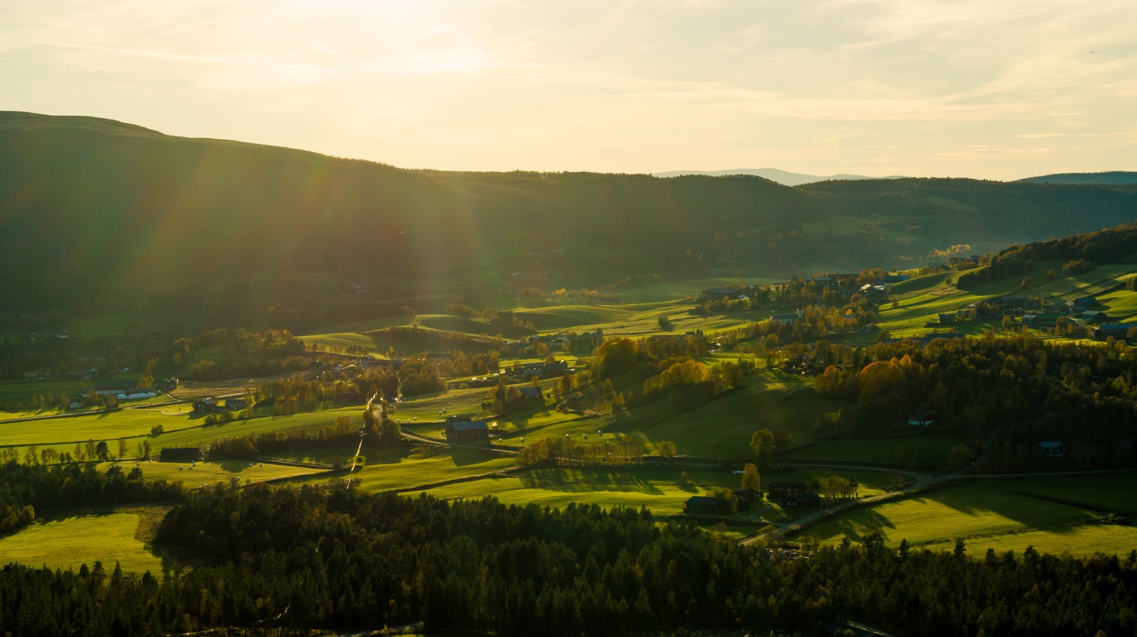 Vingelen i høstsol. Galleribilde