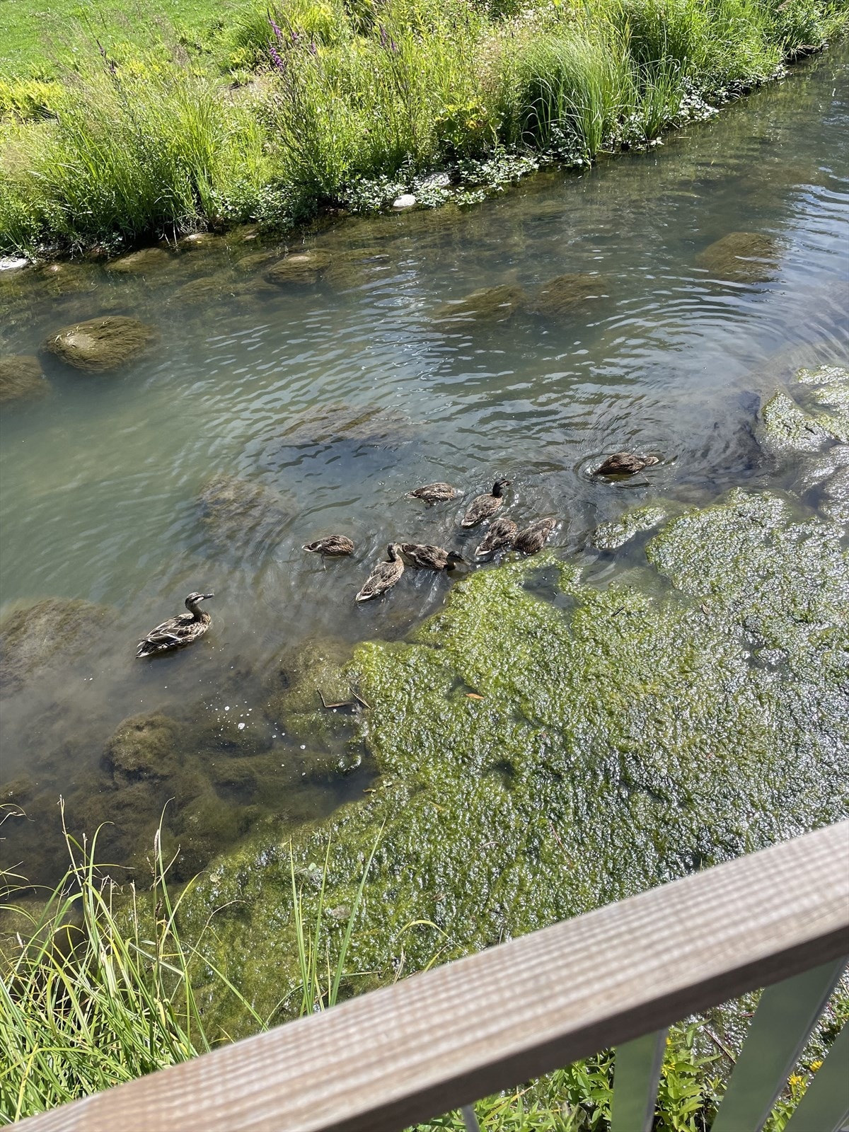 I sommerhalvåret kan man blant annet se ender svømme i dammen ved idrettsparken og nedenfor leiligheten. Galleribilde