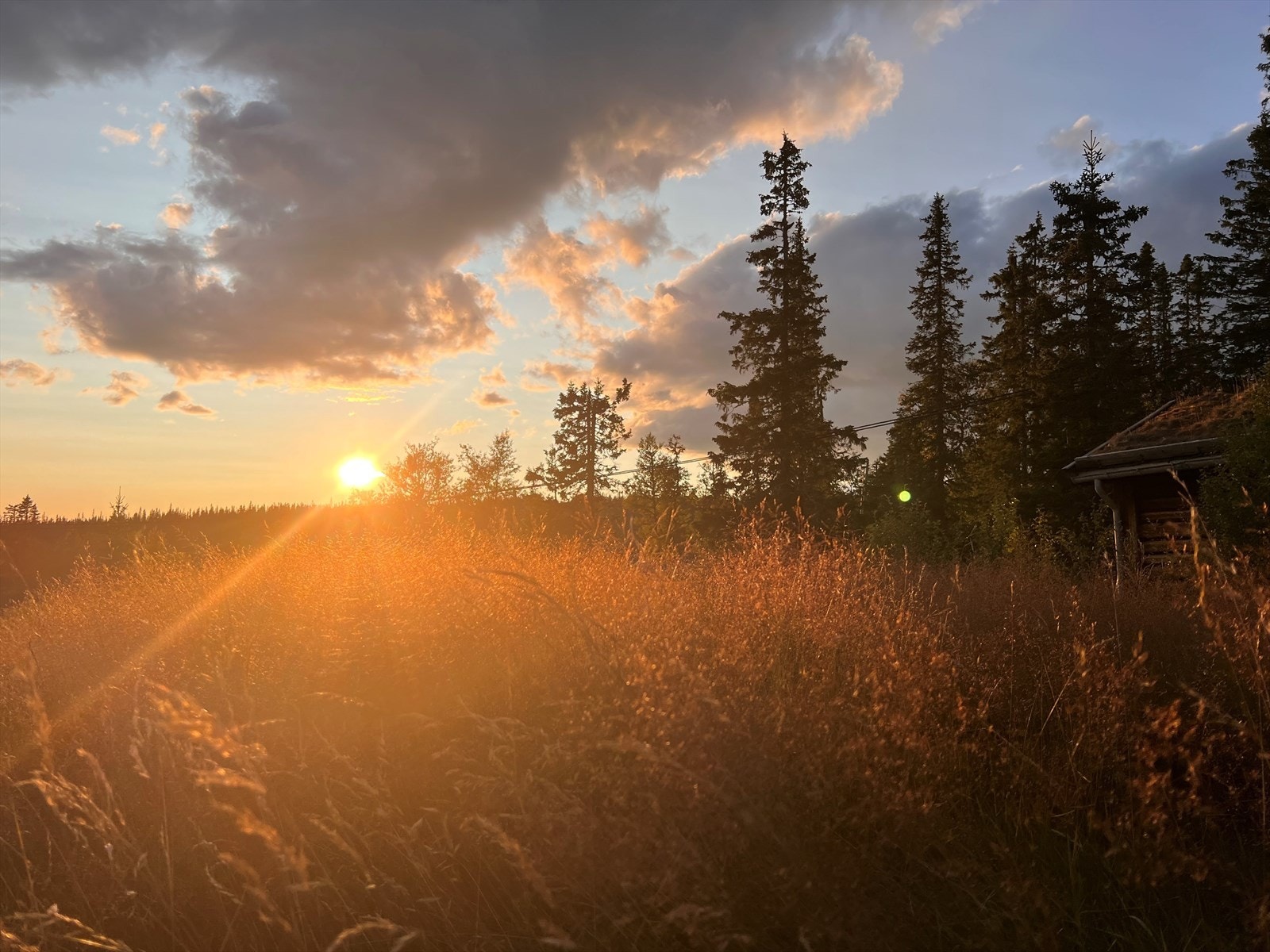 Selgers egne bilder Galleribilde