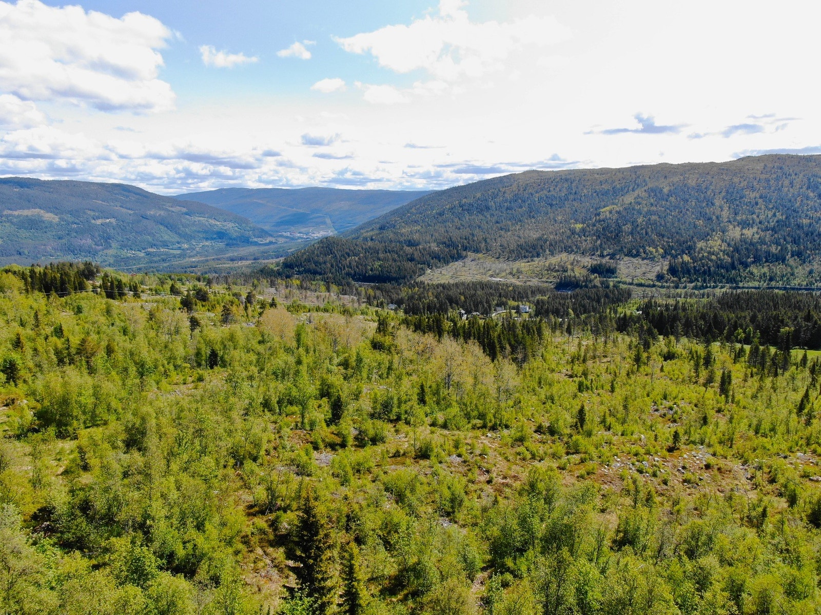 Feltet er delvis ryddet for en tid tilbake. Småskog på vei opp. Galleribilde