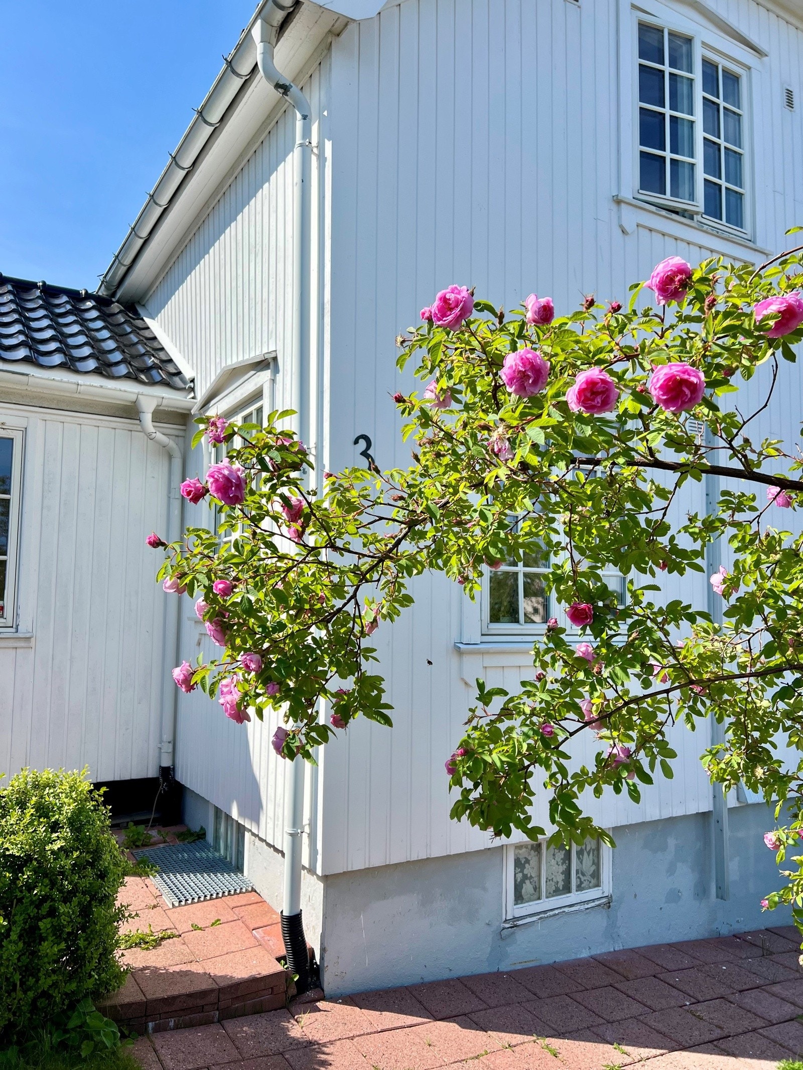 Blomstring i C.A. Larsens gate! Galleribilde