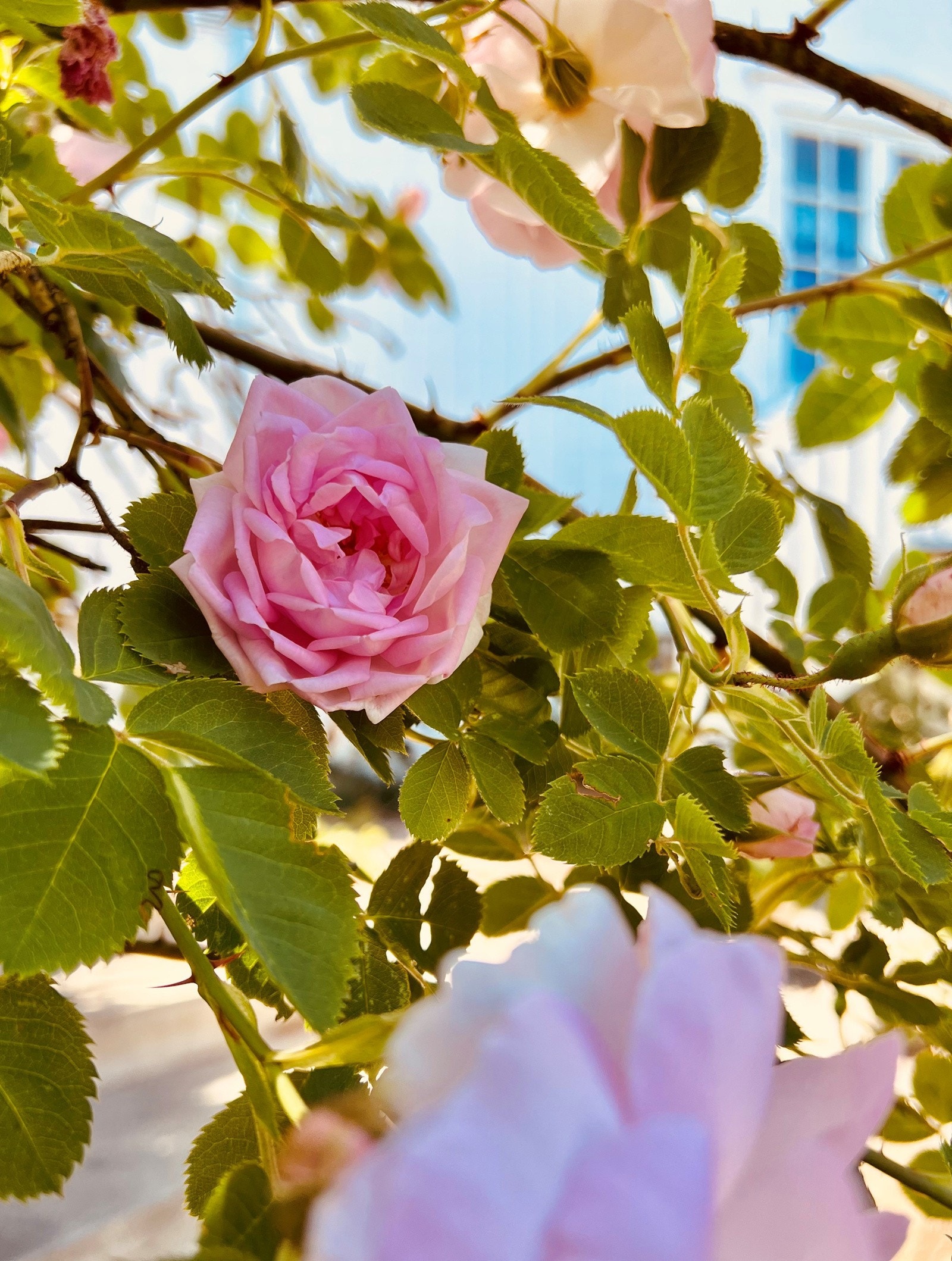 Selgers eget bilde Galleribilde