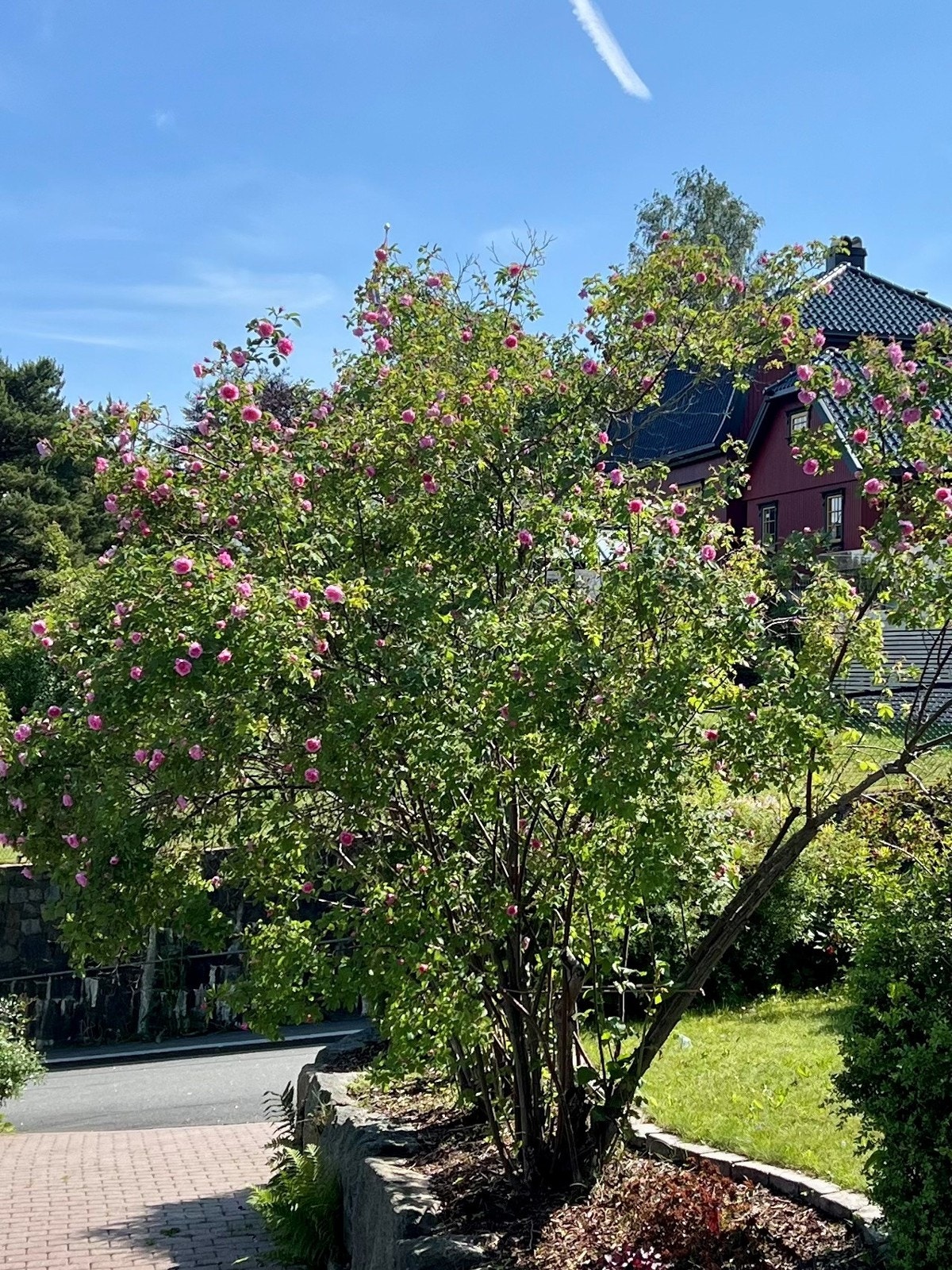 Selgers eget bilde Galleribilde