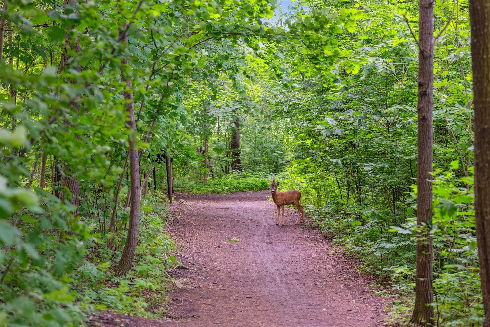 Litt lenger opp mot skogen er det flotte turområder! Galleribilde
