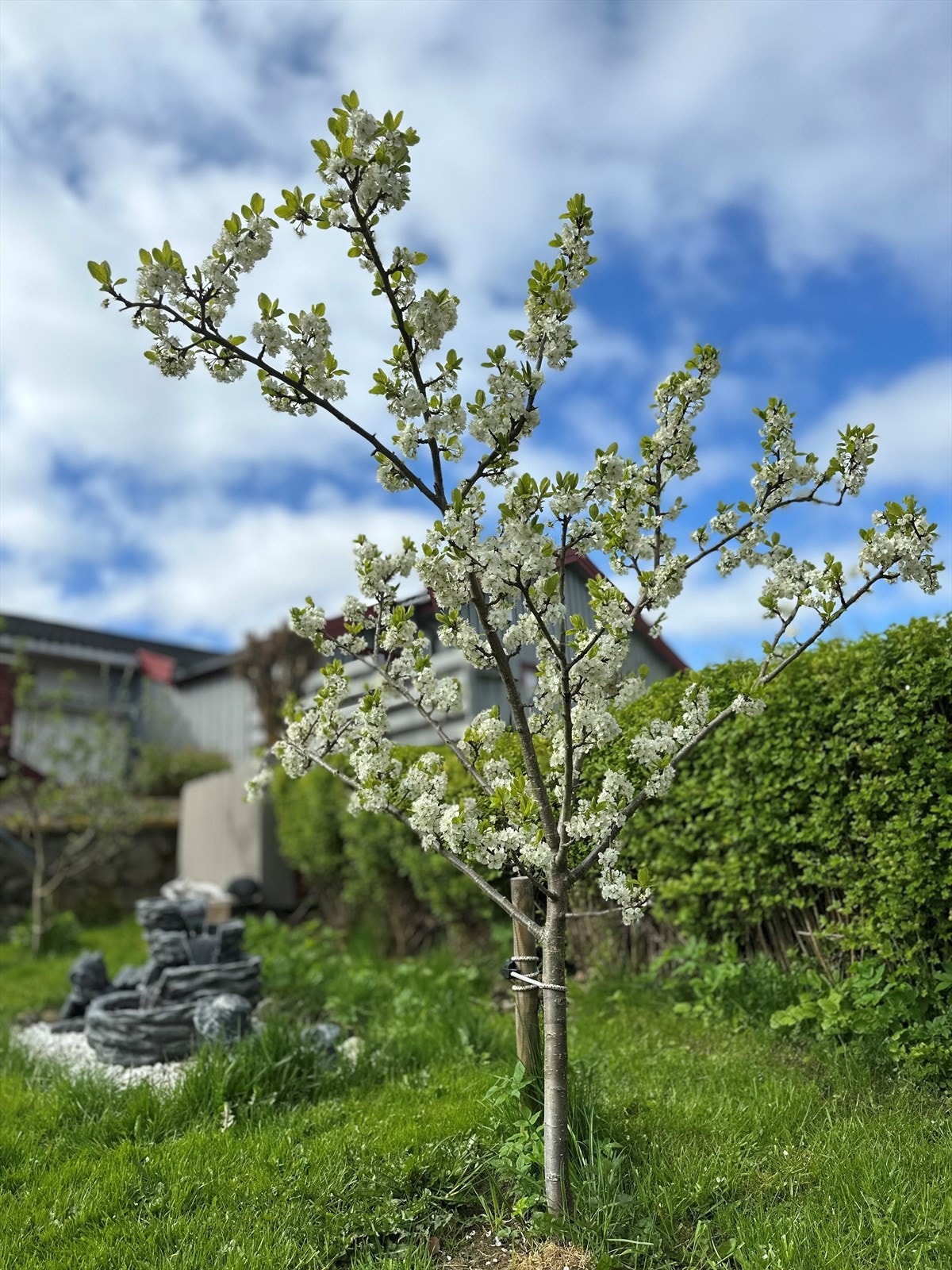 Privatbilde tatt av selger Galleribilde