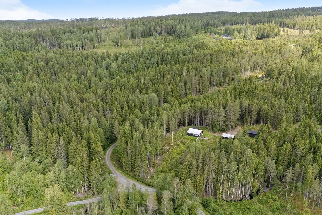 Skogshusværet i forkant og skogen bakover. Bildet tatt mot øst Galleribilde