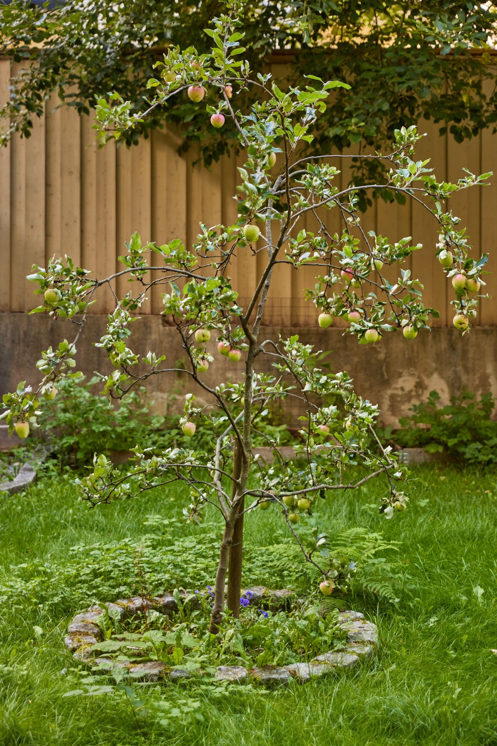 Borettslaget har i tillegg sitt egne epletre, med førstemann til mølle-prinsippet på plukking. Galleribilde
