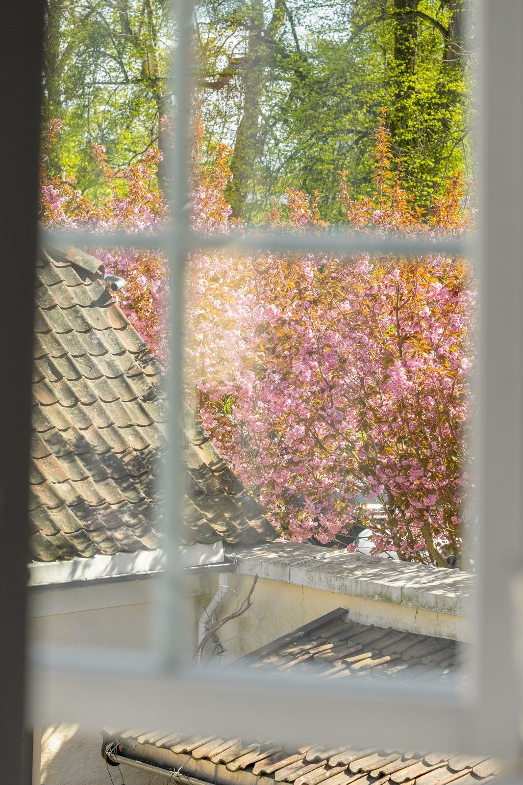 Når man åpner vinduene her kjenner man duften av syriner om våren! Galleribilde