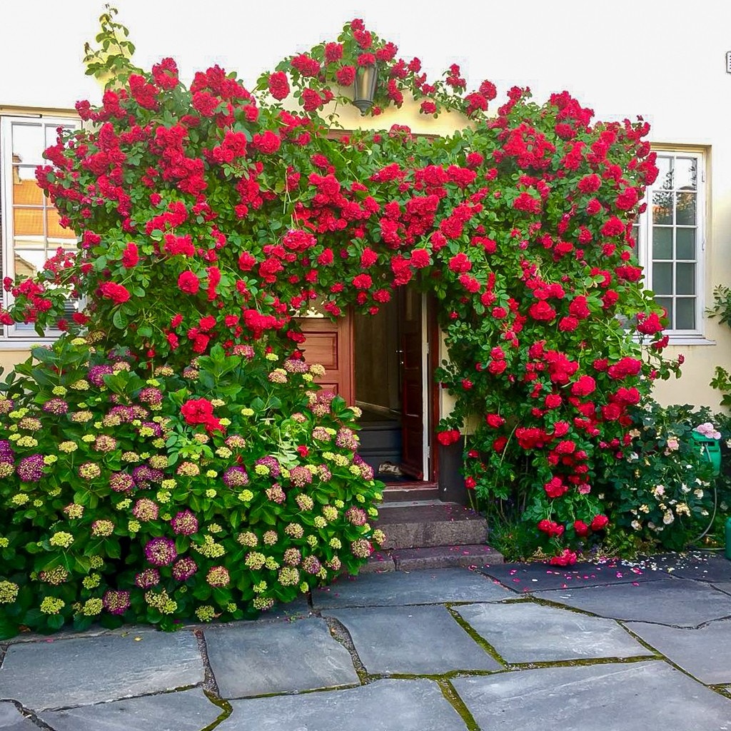 Fra trappen har man direkte tilgang til denne leilighetens egne uteplass som har et dekke av skiferheller fra Oppdal, og en vakker omkransende beplantning som gir både skjerming og stemning. Galleribilde