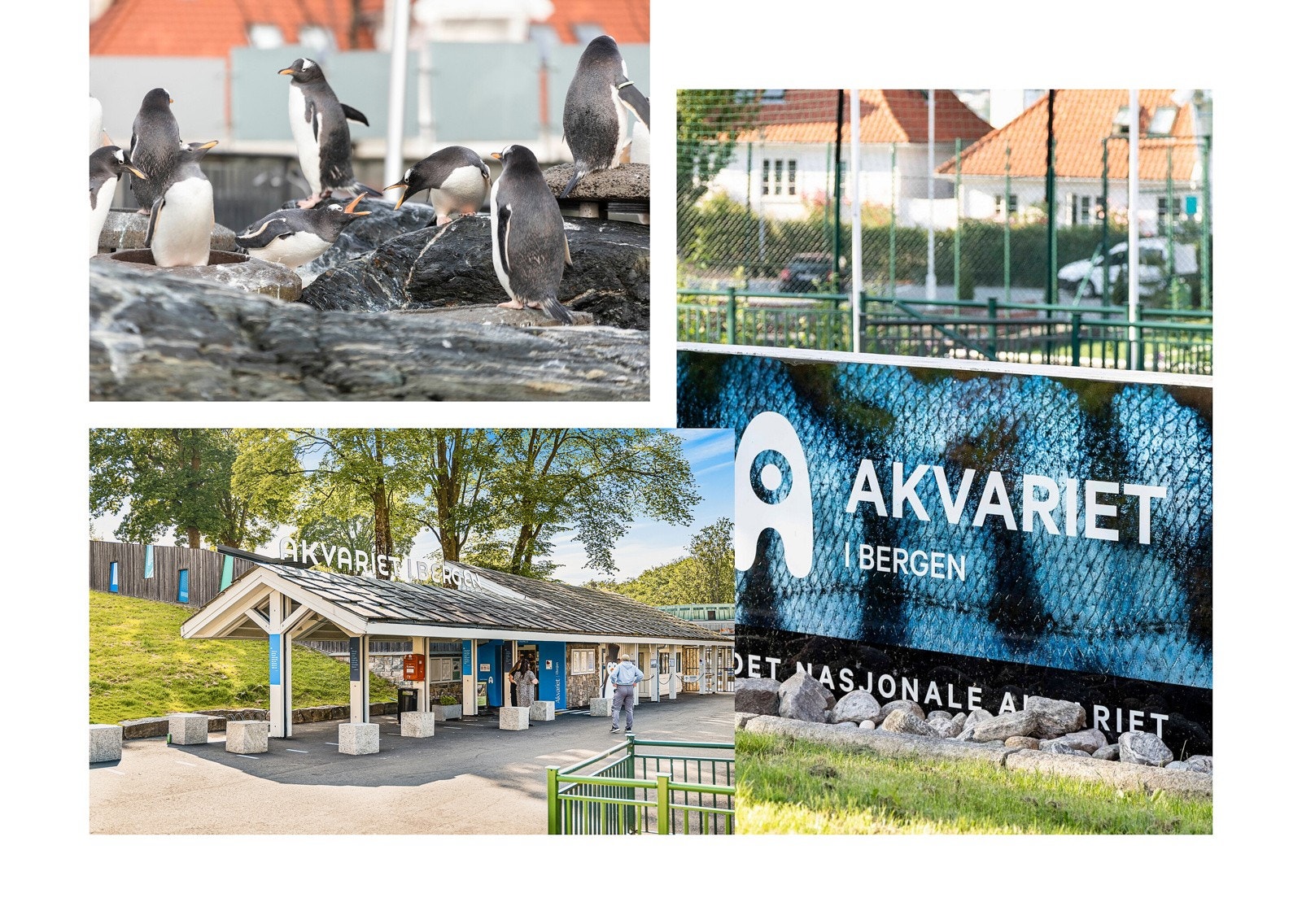 Ta deg en søndagstur til AKvariet med familien. Galleribilde