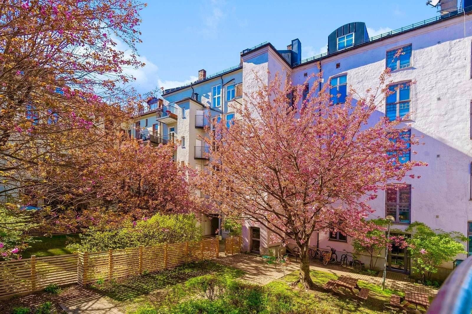 Idyllisk bakgård med kirsebærtrær. Galleribilde