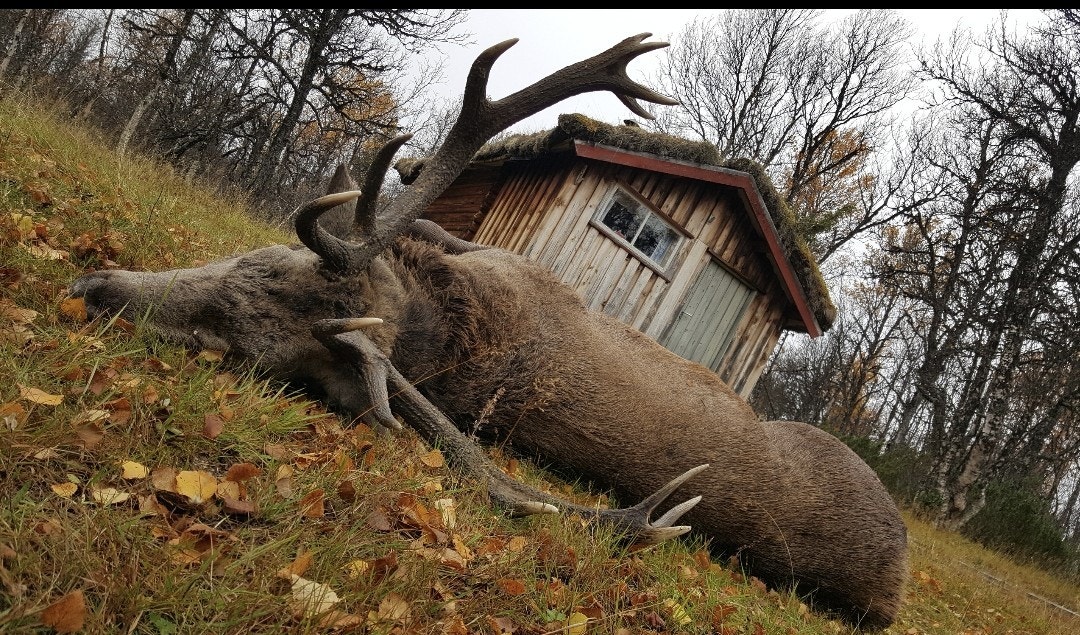 Vingelen kan friste med uante tur-, fiske- og jaktmuligheter for den friluftsinteresserte. Galleribilde