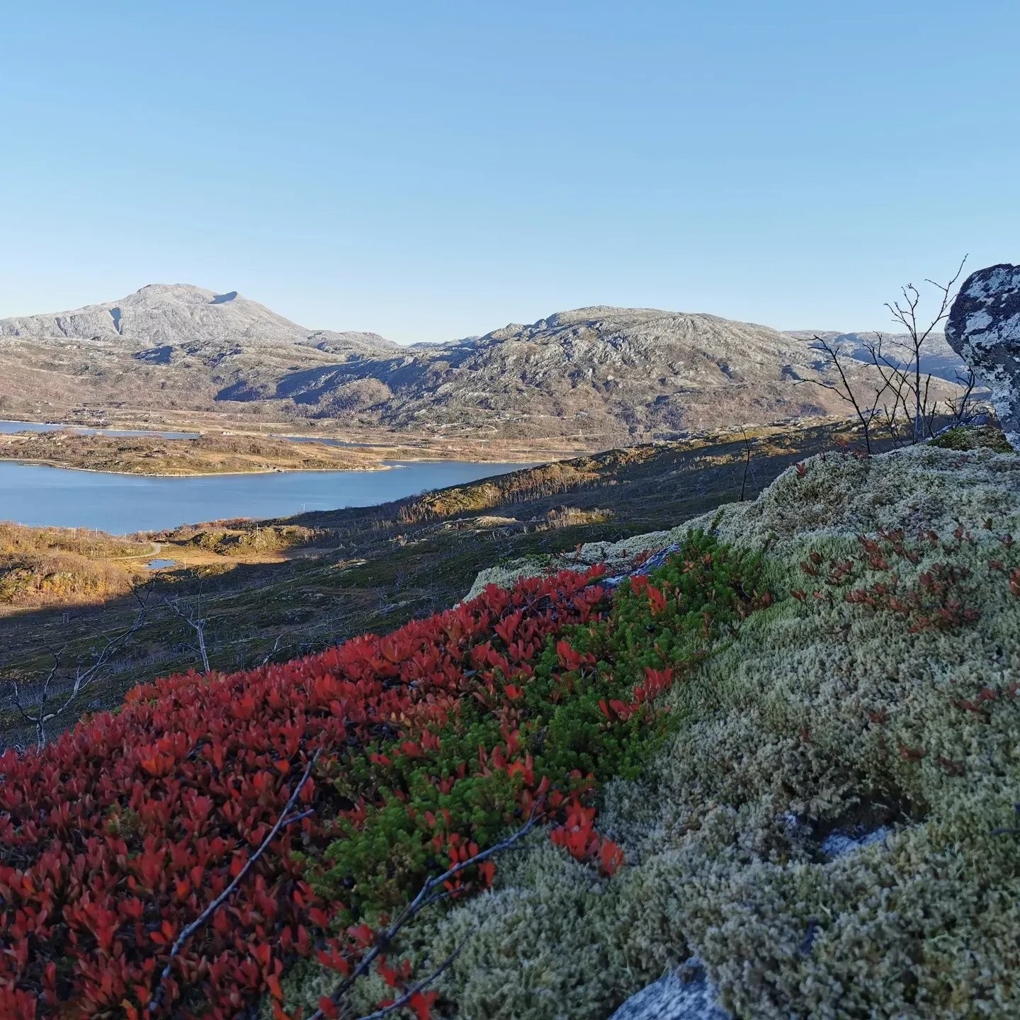 Flott turterreng Galleribilde