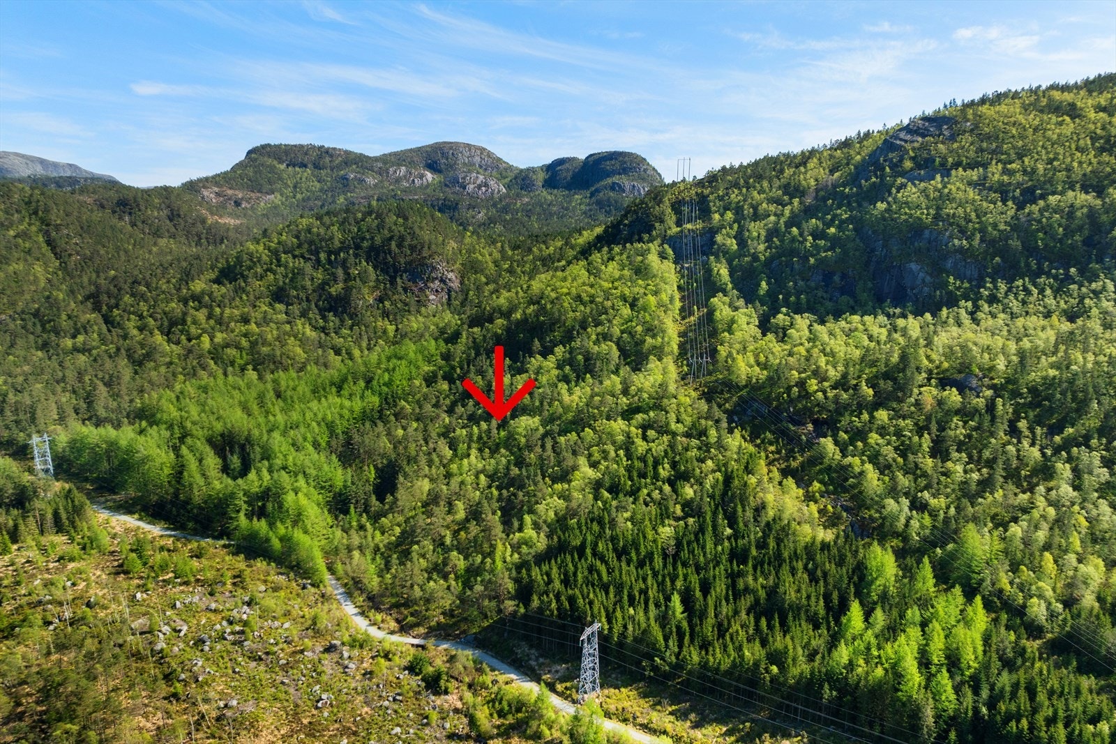 Skogen utgjør for det meste lauvskog som egner seg best til ved. Galleribilde