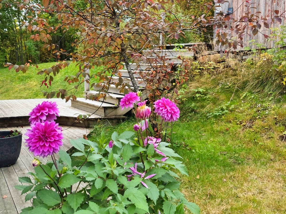 Hage (selgers egne bilder) Galleribilde