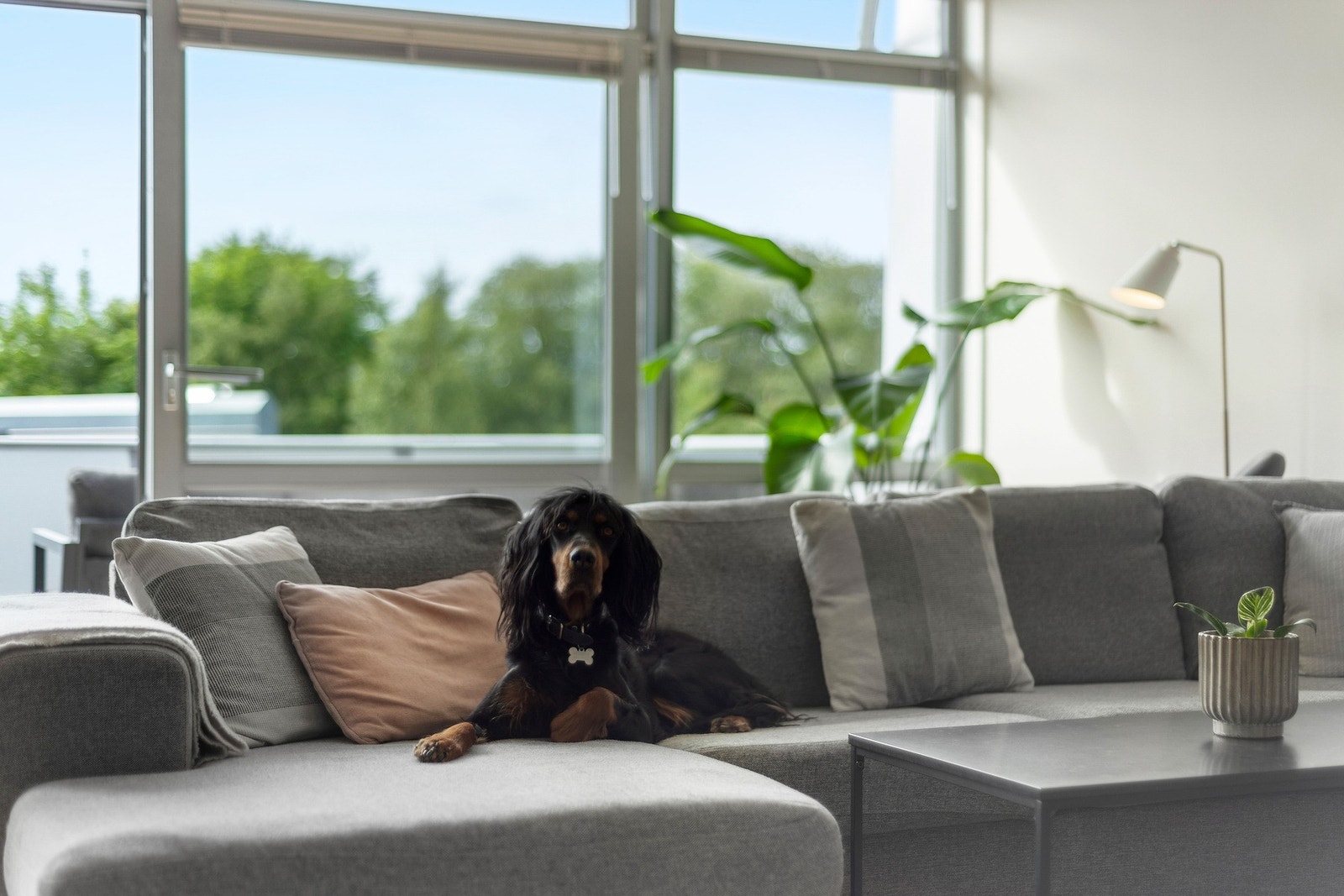 Tips til deg, ta med målbånd eller annet måleverktøy til visningen. NB ! Hund medfølger ikke. Galleribilde