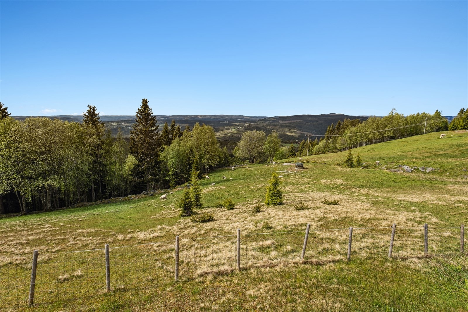 Eiendommen grenser til kulturlandskap med beitedyr. Galleribilde