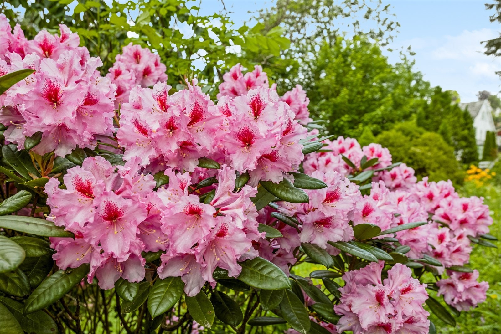 Gjennomgående beplantning med rhododendron i hagen Galleribilde