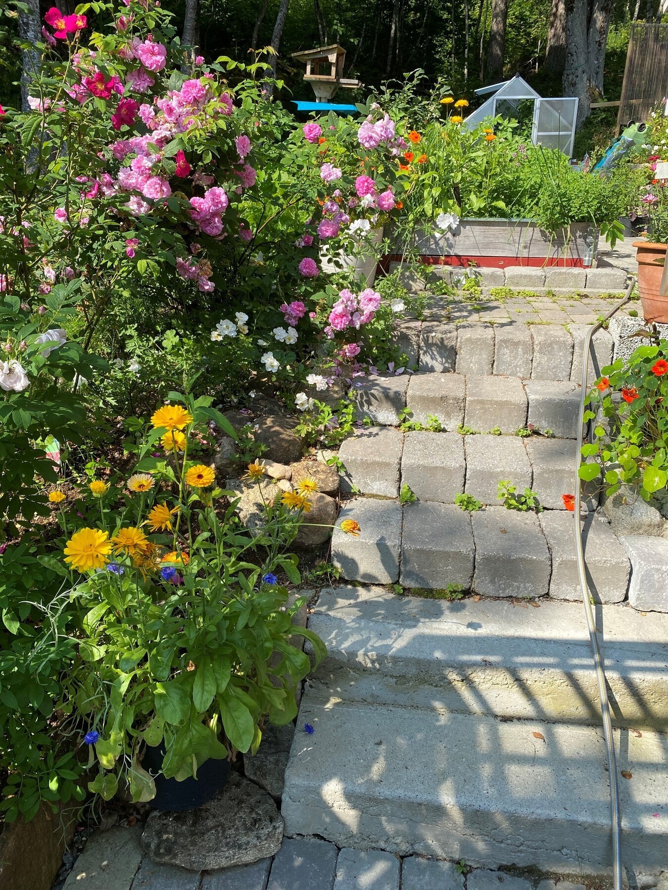 Selgers private bilde. Pent opparbeidet rundt eiendommen med blomster og bærbusker. Galleribilde