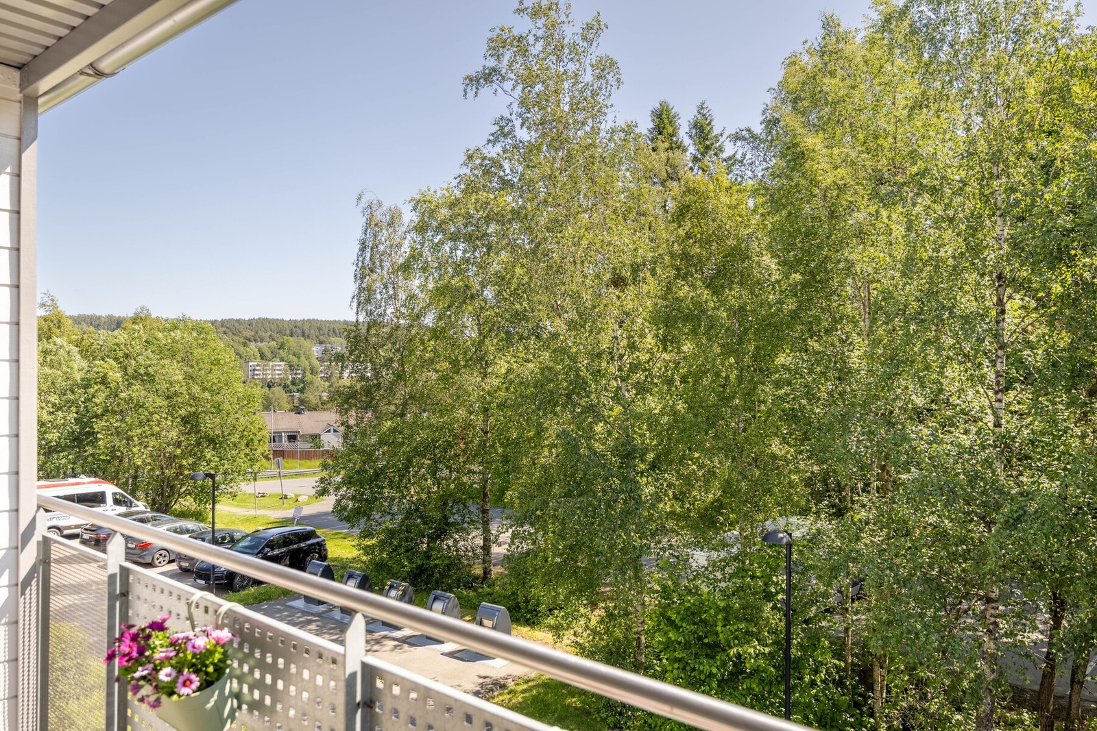 Grønn og frodig utsikt mot nærliggende bjørketrær. Galleribilde