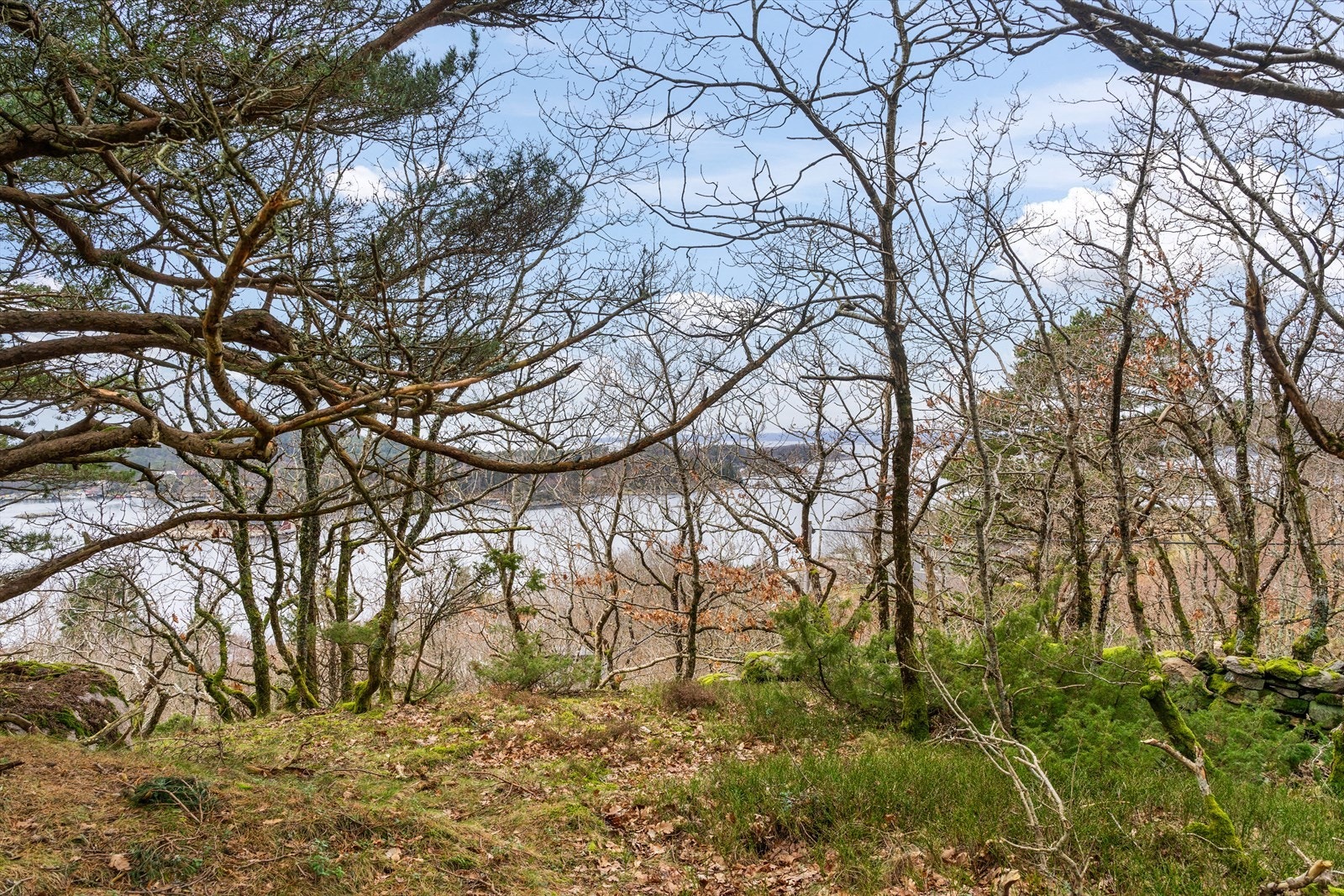 Fra Øvre del av Persneset. Galleribilde