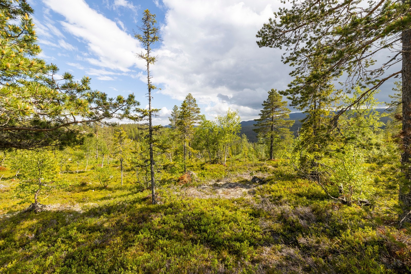 Avstander: Hønefoss ca. 44km, Oslo ca. 100 km. Galleribilde