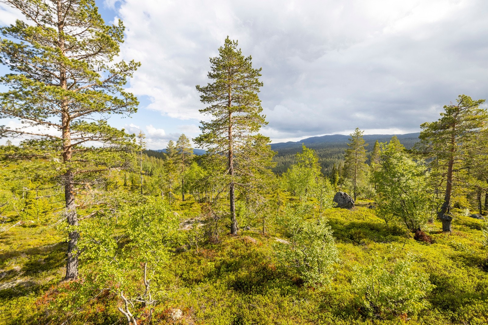 Maksimal gesimshøyde 3,2 meter over terrengs gjennomsnittsnivå. Galleribilde