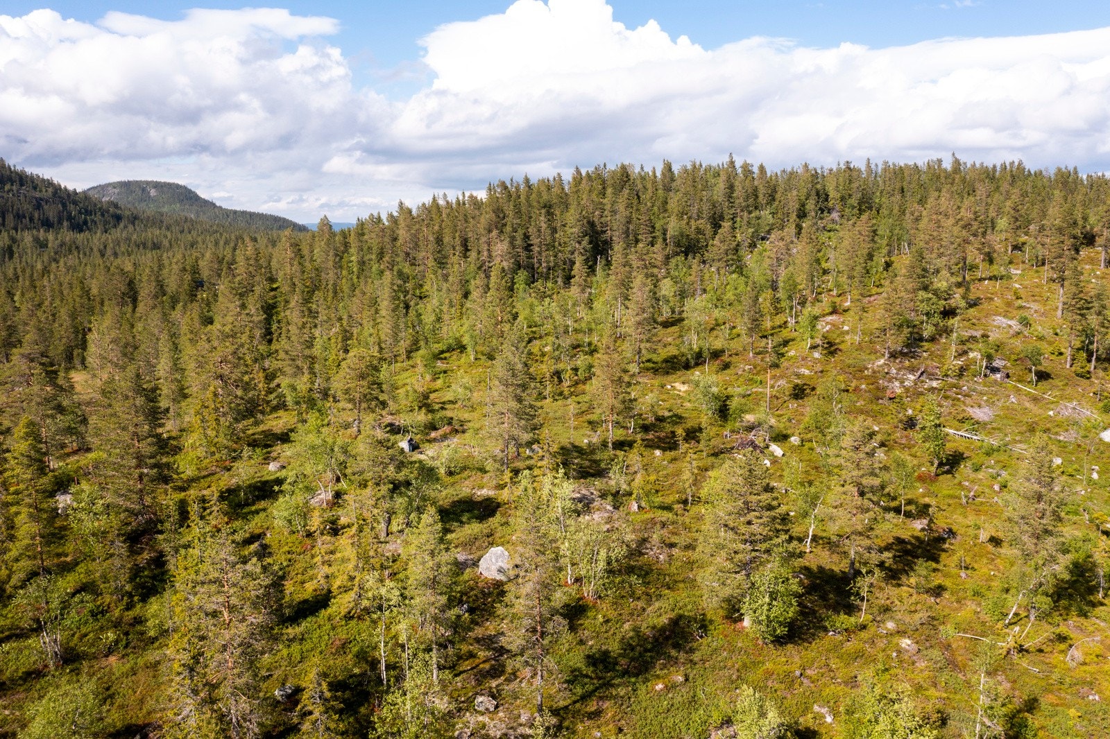 Vikerfjell er Oslos nærmeste høyfjell. Galleribilde