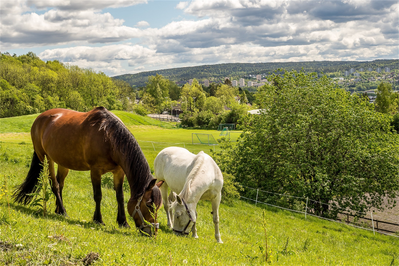 Årvoll gård. Galleribilde