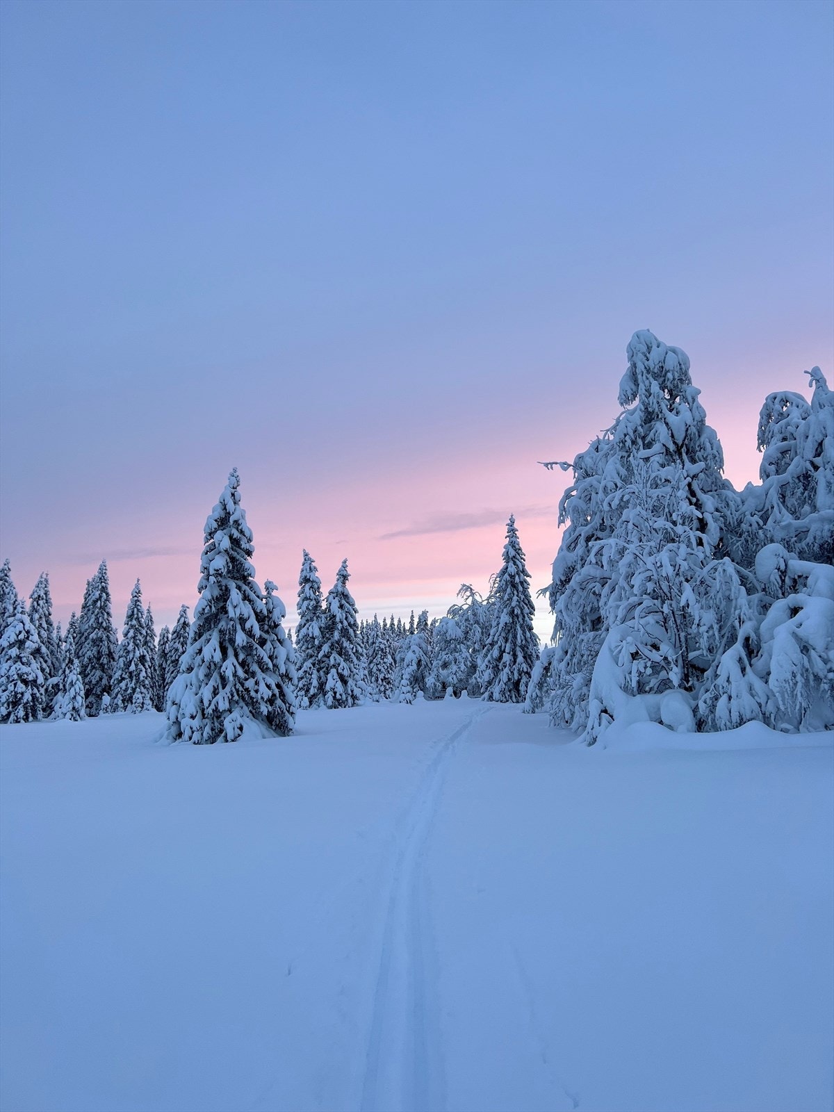 Selgers egne bilder. Galleribilde