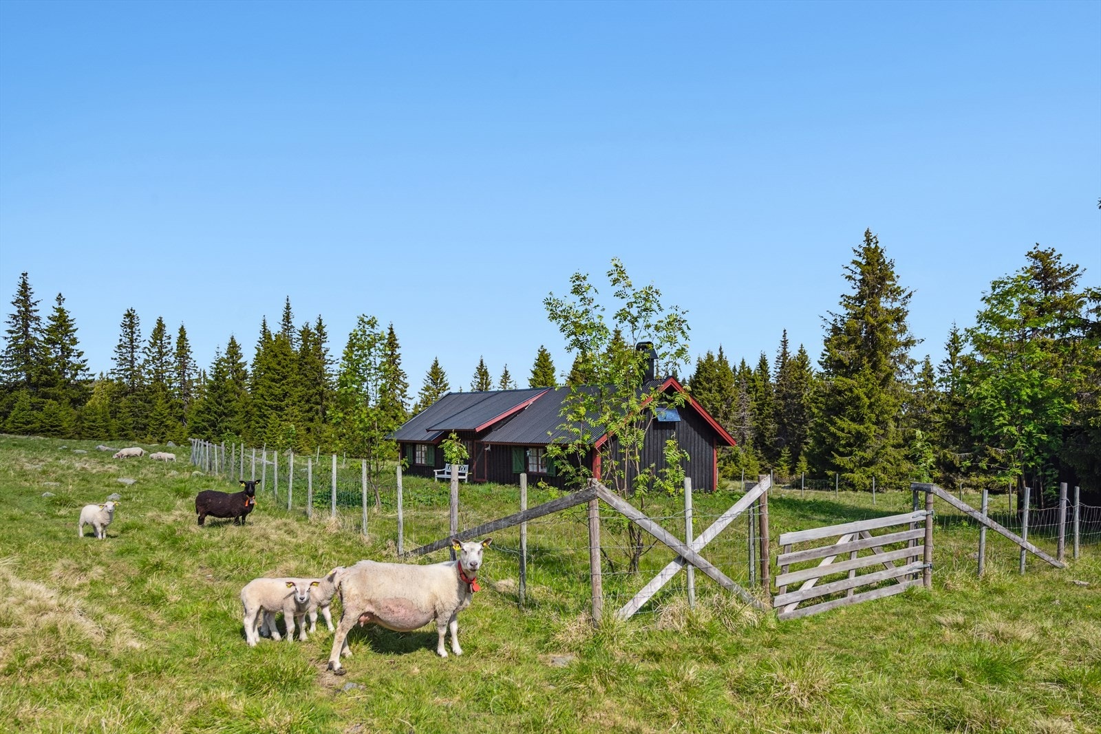 Om sommeren kan du se beitedyr rundt om, som naturlig hører til på ei seter. Galleribilde