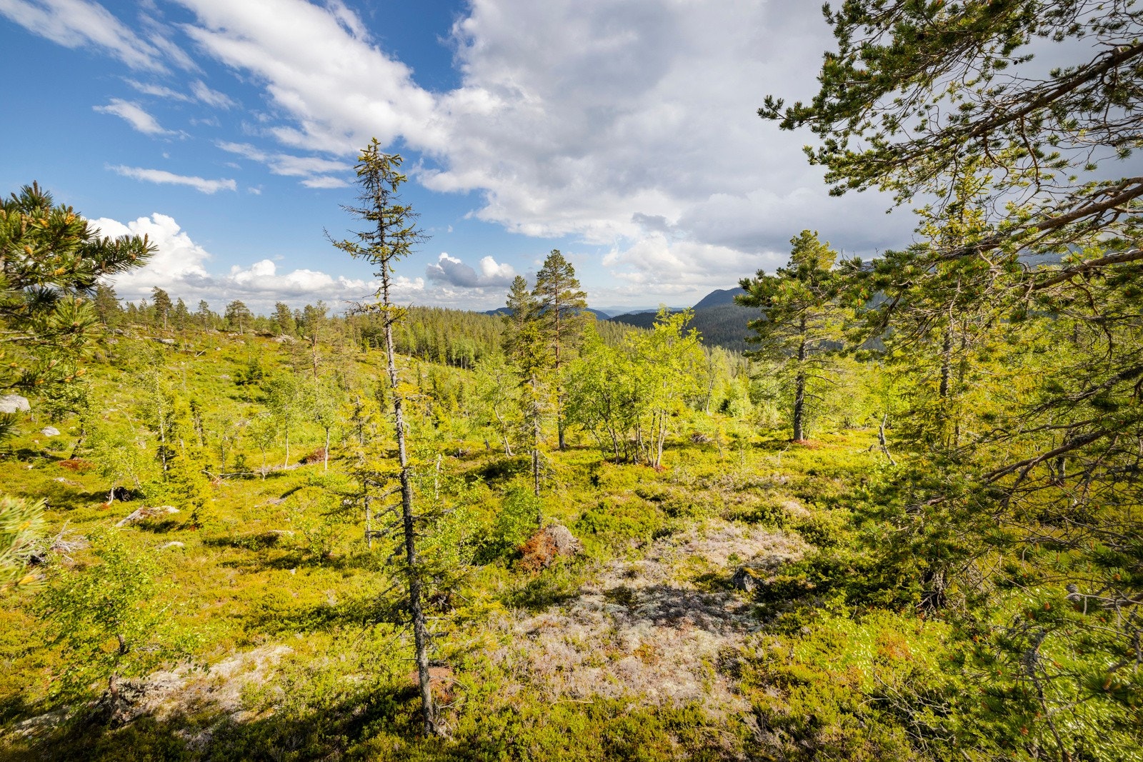 Tomten er på ca. 1958 kvm. Galleribilde