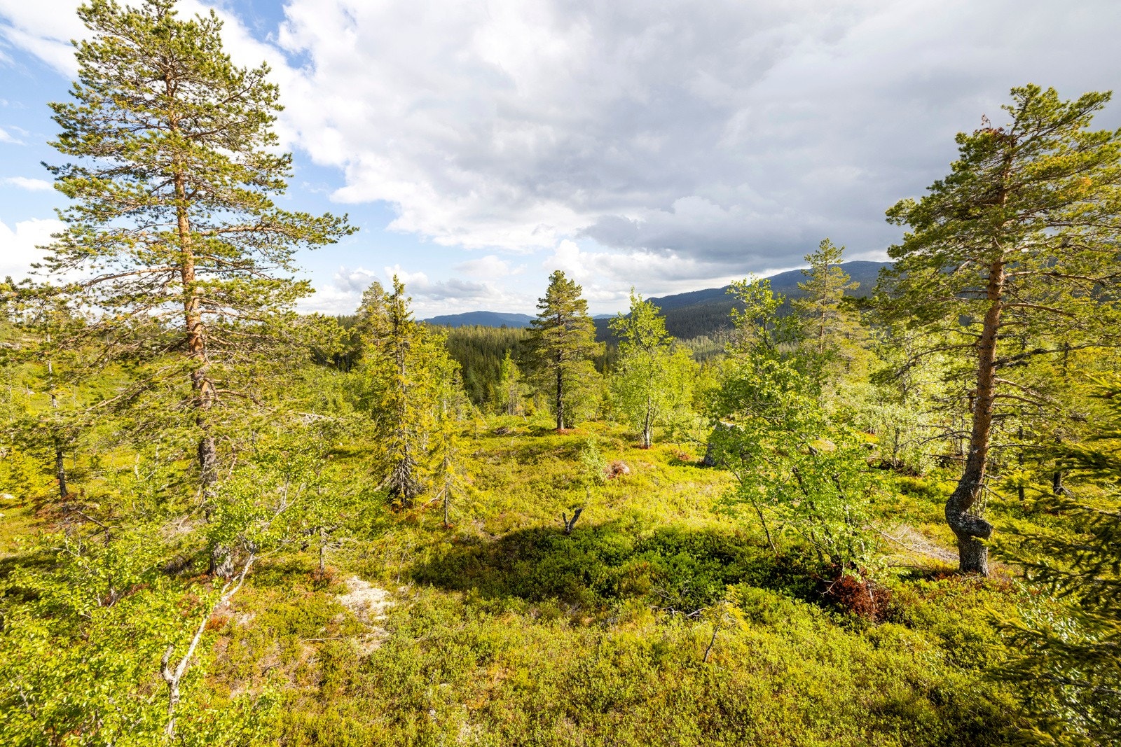 Veiene til hyttefeltet vil bli brøytet om vinteren. Galleribilde