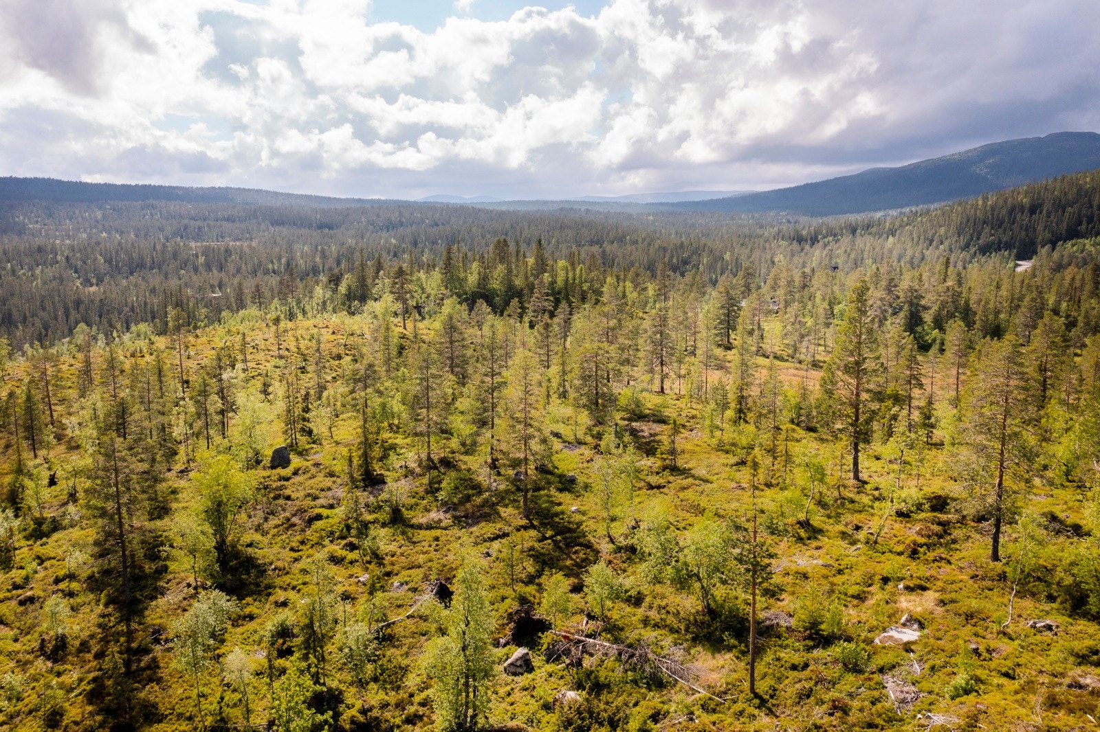 Opparbeidelse av stikkveien inn til tomten er planlagt ferdigstilt i løpet av høsten. Galleribilde