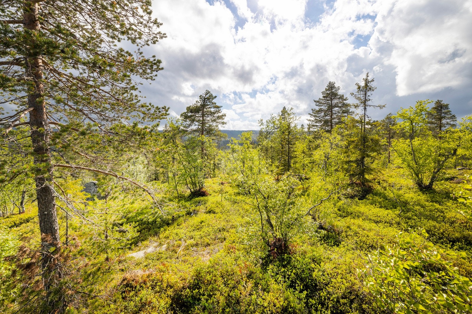 Reguleringsplanen tillater 90 kvm BRA hytte og 20 kvm uthus. Galleribilde