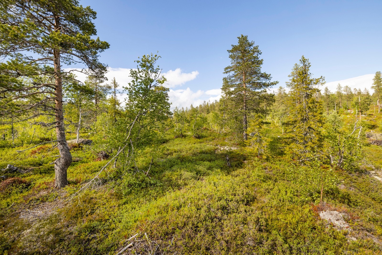 Vikerfjell er Oslos nærmeste høyfjell. Galleribilde