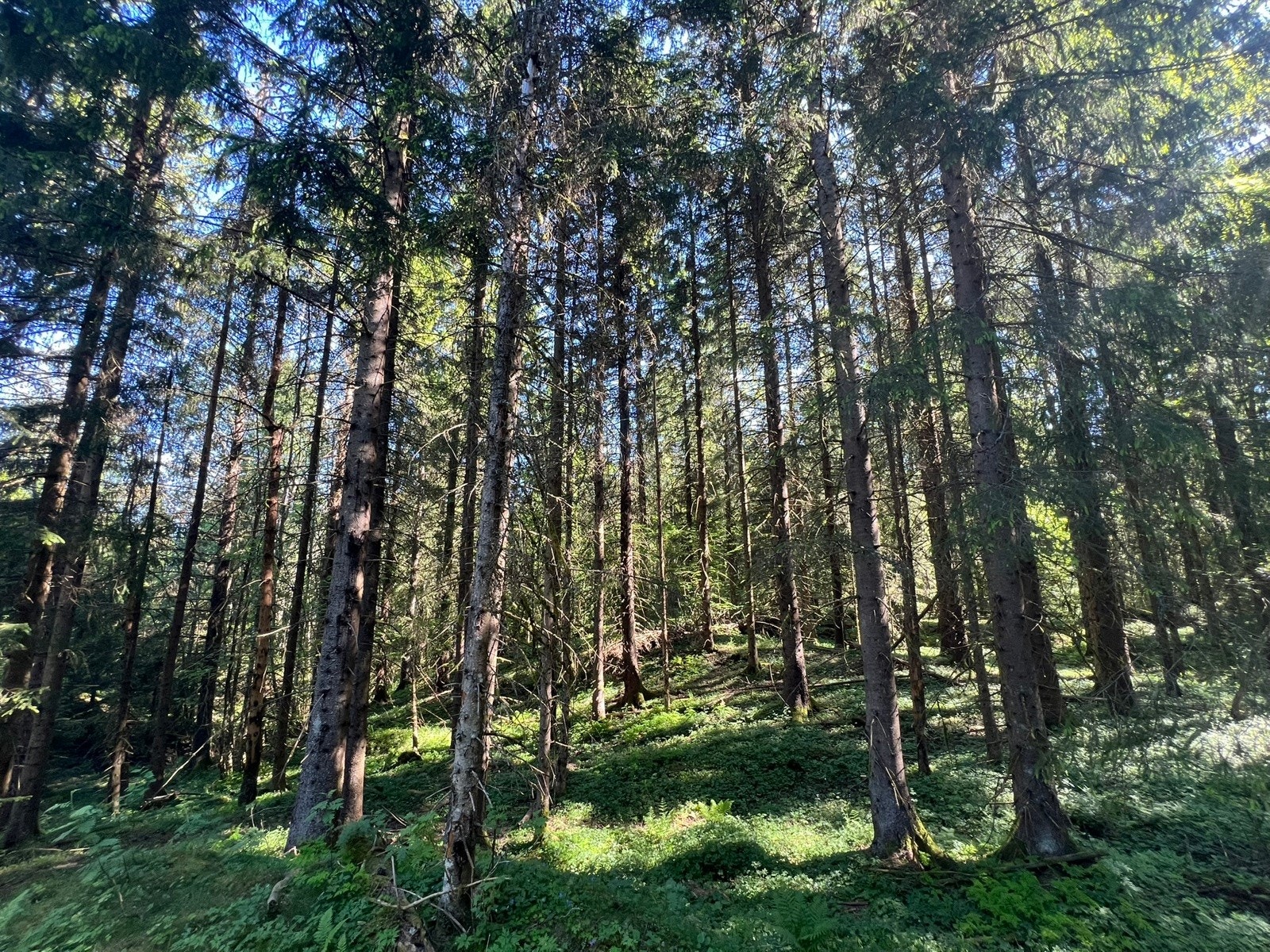 Fra Teig 2-Haugskogen Galleribilde