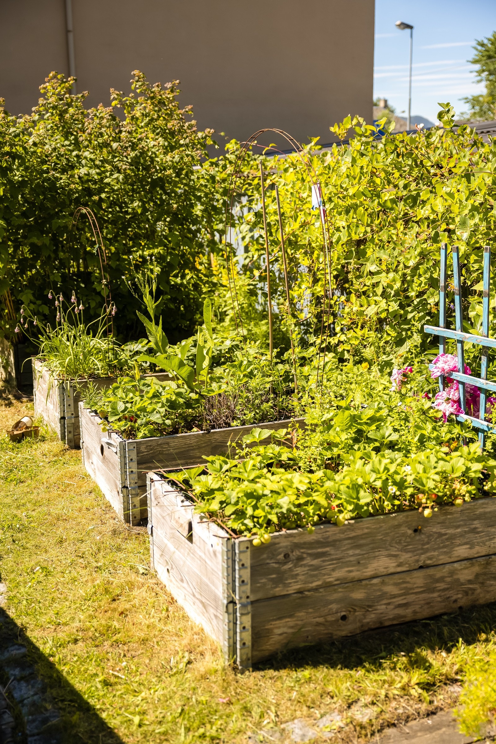 Plantekasser med mulighet for å dyrke urter og grønsaker i bakgården. Galleribilde