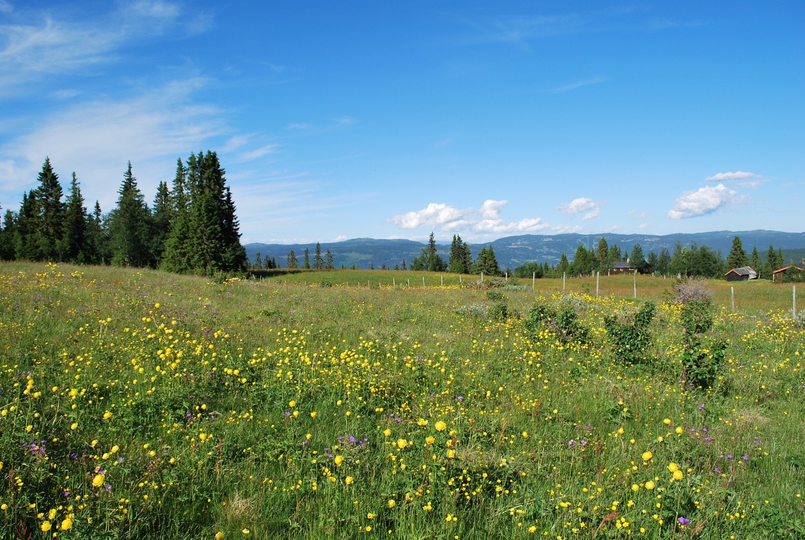 Blomstereng - Bilde fra selgers arkiv Galleribilde