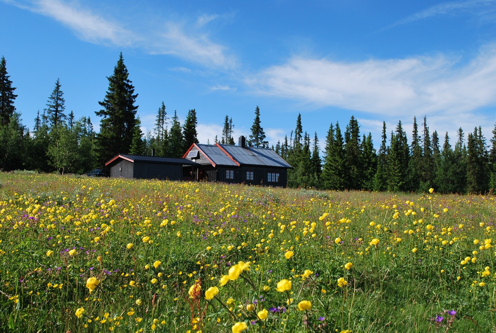 Bilde er fra selgers arkiv Galleribilde