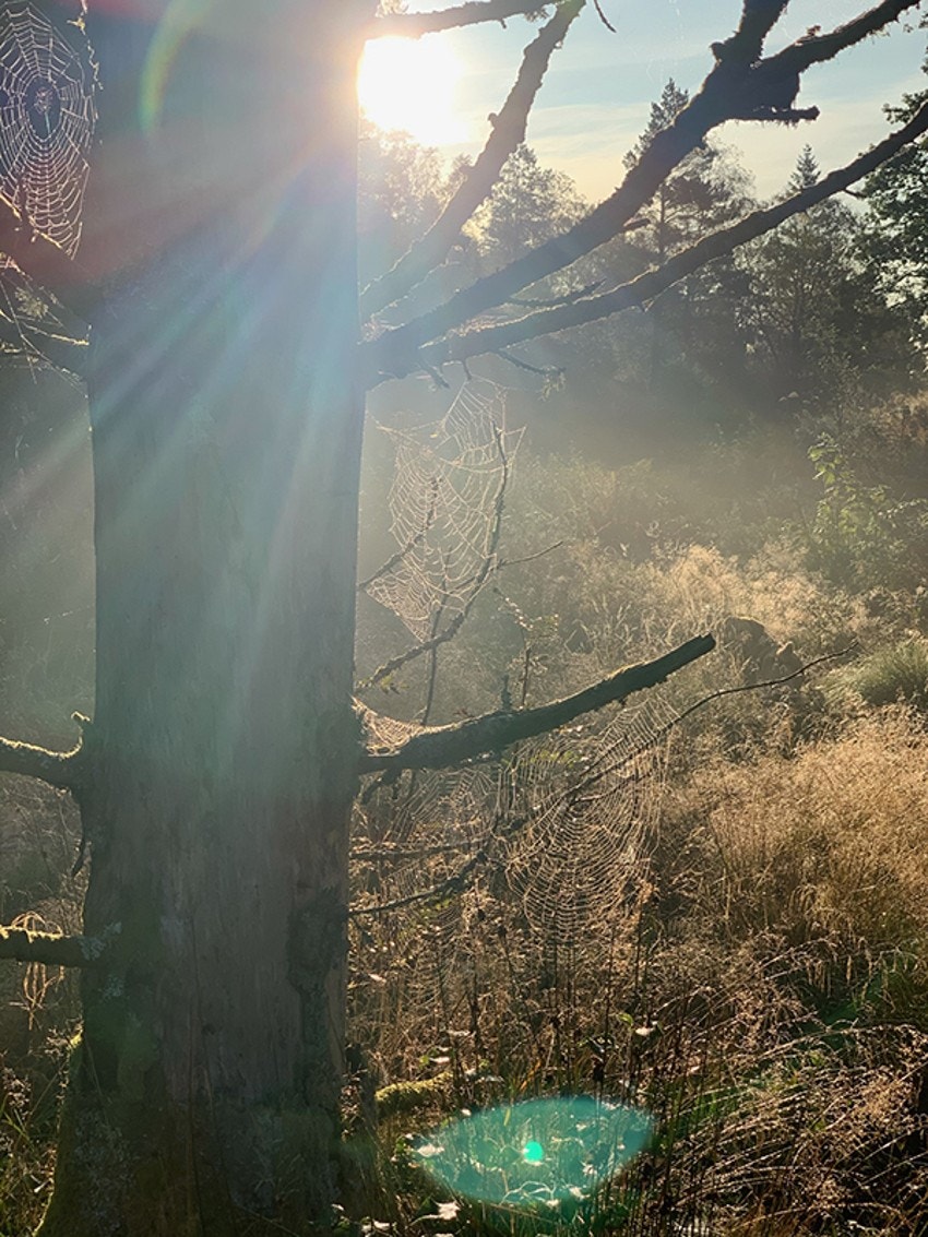 4757697_1-qocztb.jpg Galleribilde