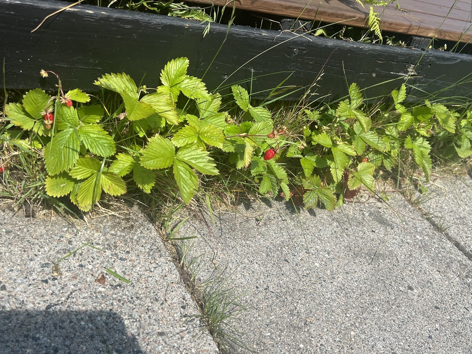 Selgers eget bilde av uteområde Galleribilde