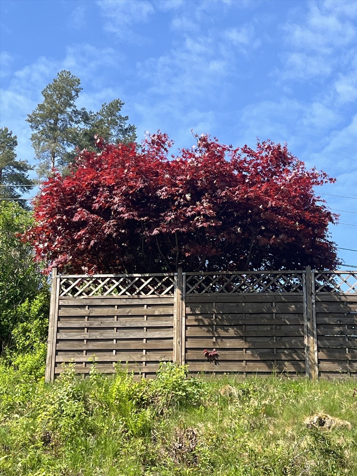 Selgers eget bilde av uteområde Galleribilde