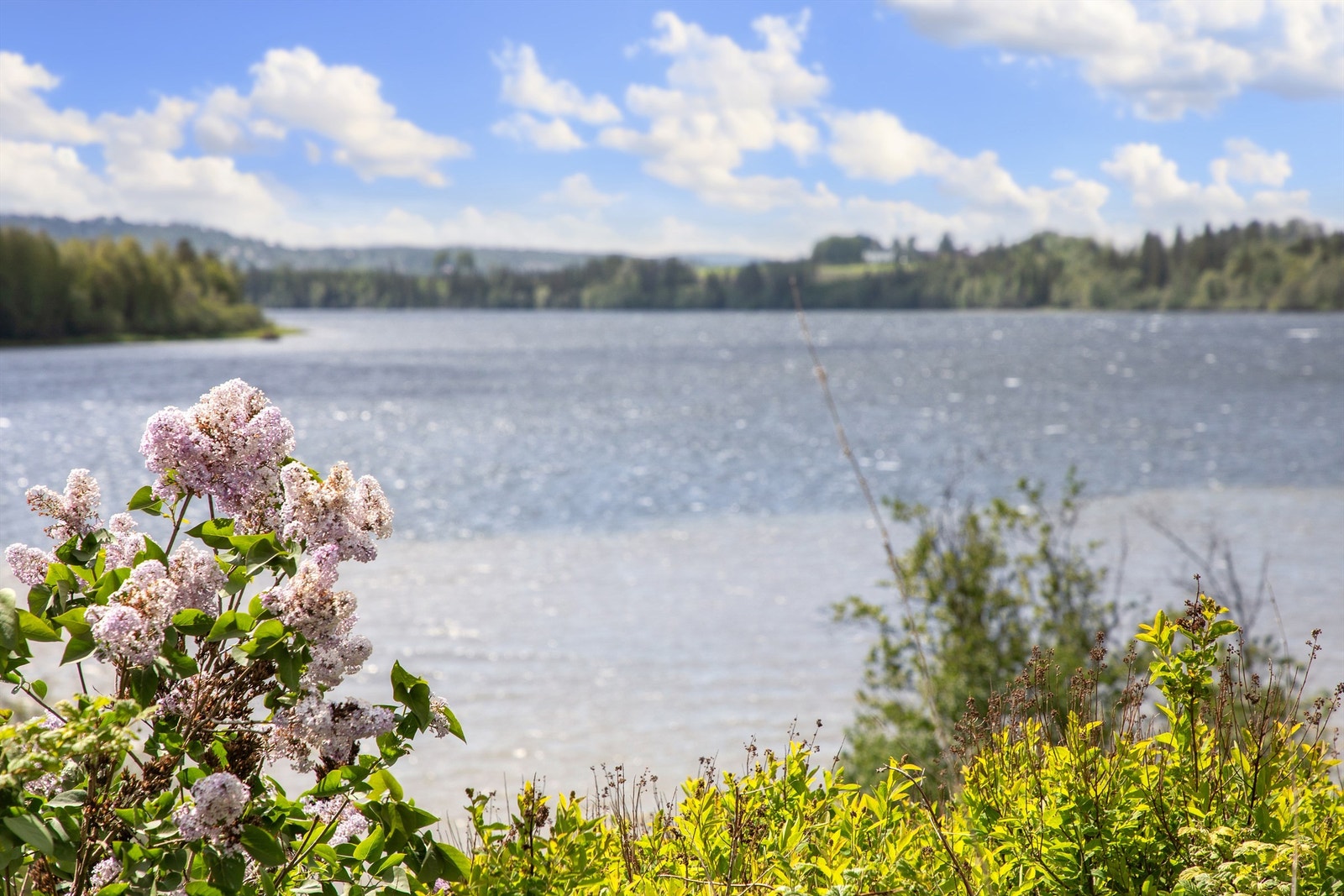 909utsikt Galleribilde