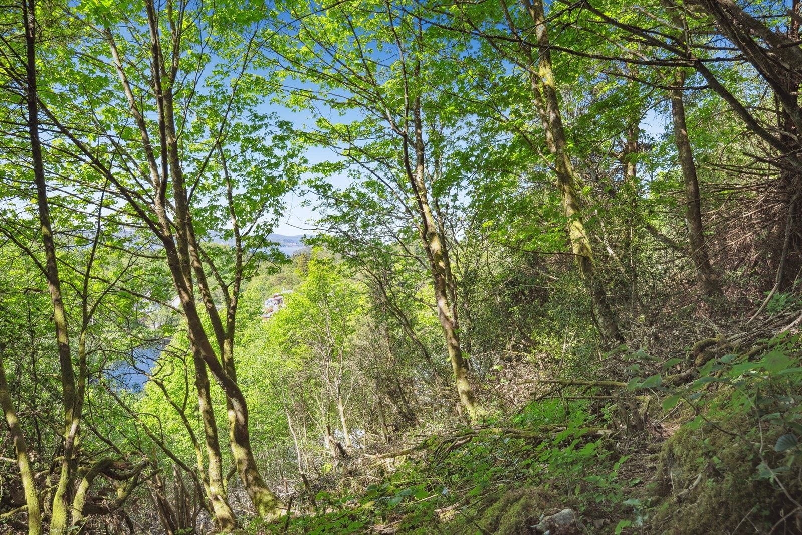 Tomten ligger høyt og fritt til. Galleribilde
