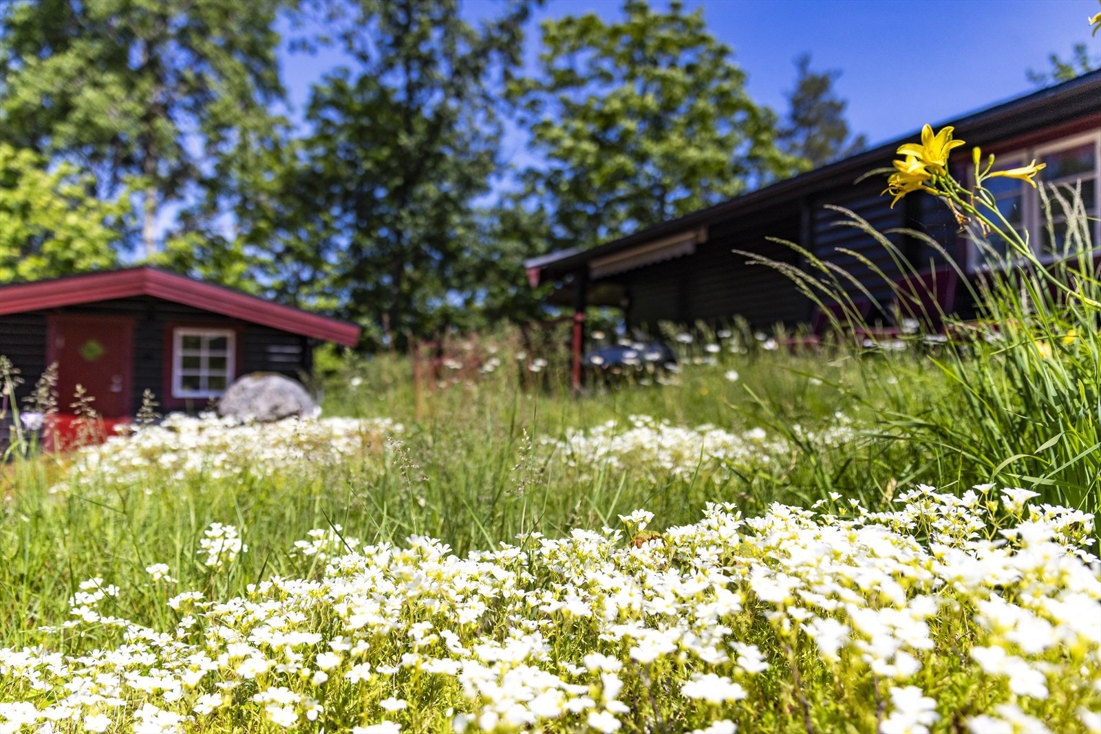 Herlig naturtomt med nydelige blomster og grøntarealer. Galleribilde