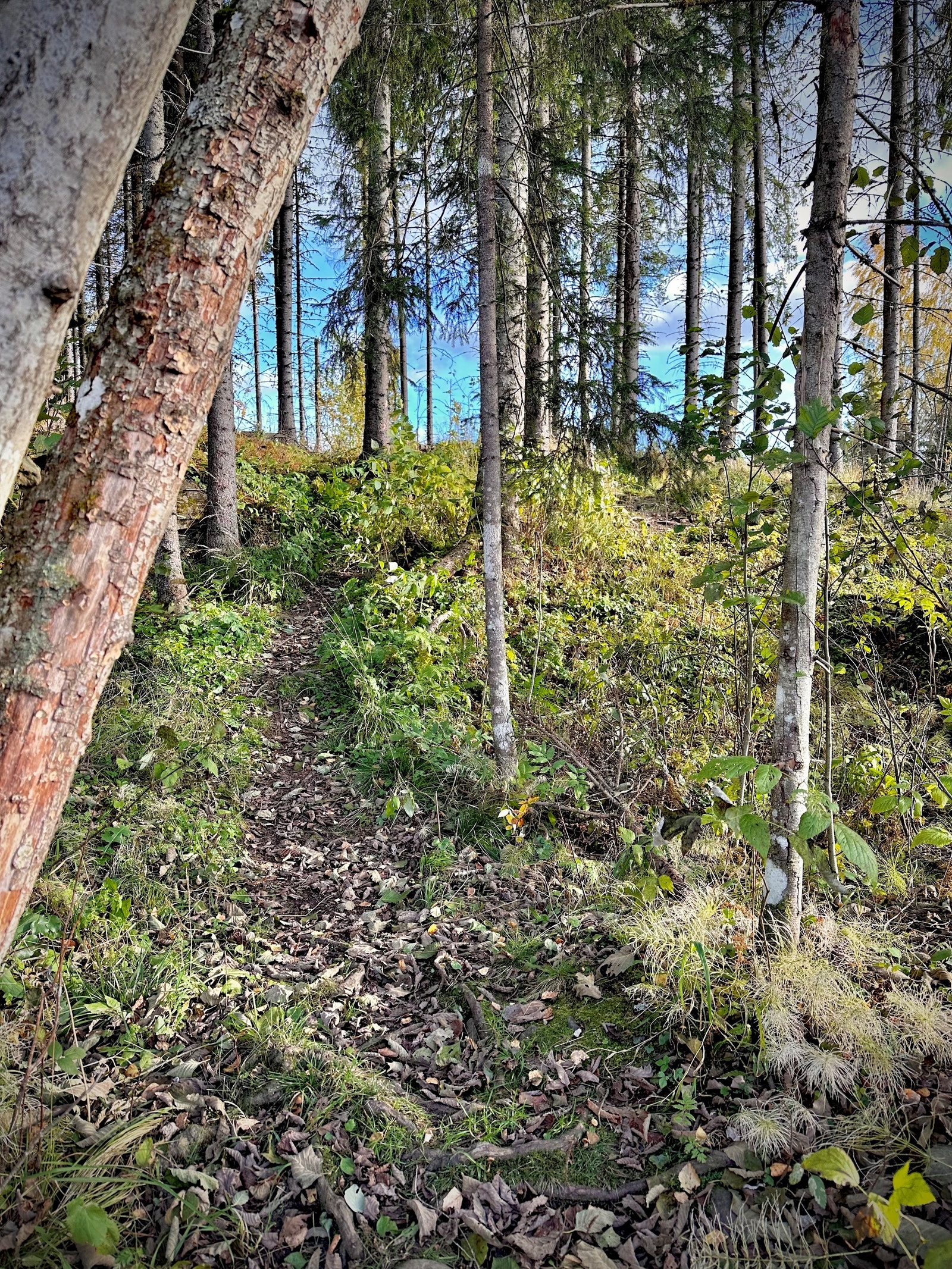 Flott turområdet like ved tomtefeltet Galleribilde