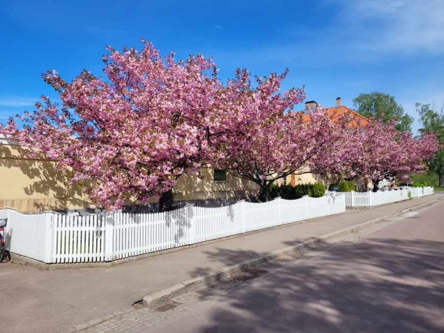 På sameiets tomt står det japanske kirsebærtrær som står i full blomst i mai hvert år. Galleribilde