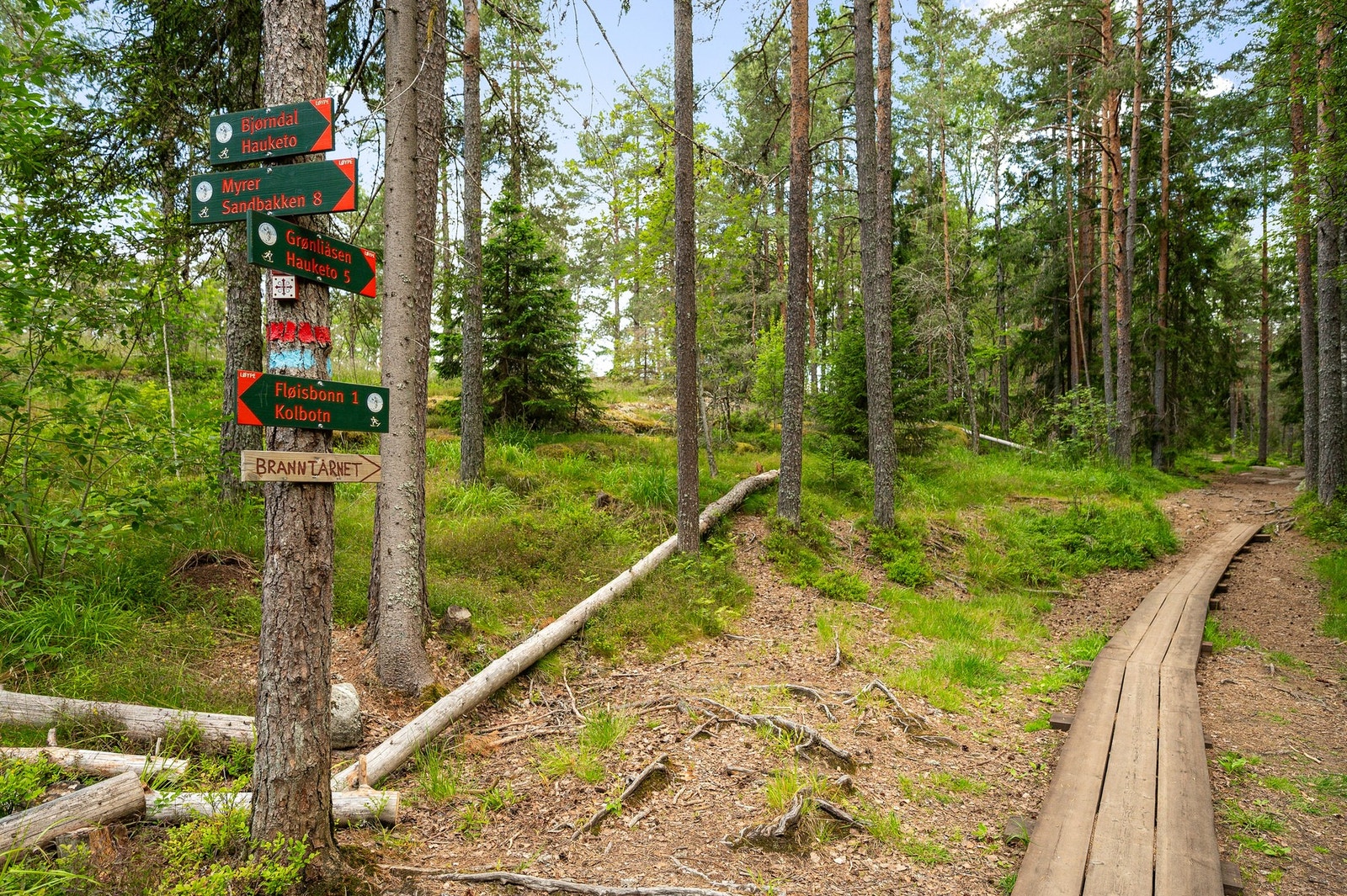 Skogssti ved Kongeveien: Utforsk turstien til Branntårnet - en perle rett bak borettslaget. Galleribilde